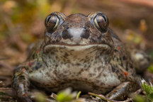 Frontalansicht eines Knoblauchfroschs auf Laubuntergrund 