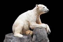 Knut