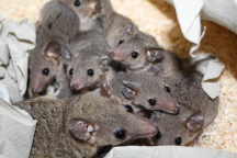 Around 100 million years ago, a remarkable evolutionary shift allowed placental mammals to diversify and conquer many cold regions of our planet.