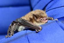 Female Daubenton’s bat, Myotis daubentonii 