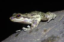 Ein Säbelzahnfroschmännchen (Odontobatrachus fouta), aus dem Fouta-Djallon-Hochland in Guinea, Westafrika.