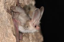 Nahaufnahme einer Turkestan-Langohr Fledermaus