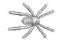 Douglassarachne acanthopoda stammt aus der berühmten Fundstelle Mazon Creek in Illinois, USA, und ist etwa 308 Millionen Jahre alt