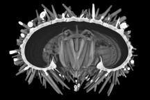 3. Paracentrotus lividus, µCT Rekonstruktion (Computertomographie)