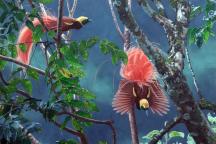 Illustration with a blue background, plants and two Raggi birds of paradise