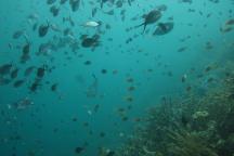 Raja Ampat/ Indonesien, ein weltweiter Biodiversitätshotspot mariner Lebewesen