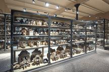 Collection hall with mammal skulls in glass cabinets