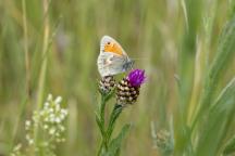 Ein Schmetterling sitzt auf einer Blüte. 