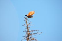 Soaring_woodpecker_by_Marten_Winter