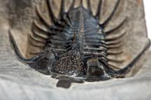 Trilobit Fossilaugen
