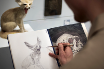 Bleistiftzeichnung eines Tieres