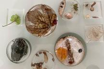 Objekte wie Pflanzen, Samen und Schneckenhäuser wurden mit Epoxidharz zu kleinen Formen gegossen. © Nicola E. Petek 