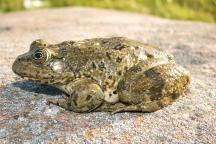 Zypernwasserfrosch