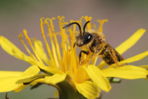 Sandbiene auf einer gelben Blume 