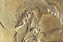 Archaeopteryx - MfN Berlin