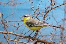 Yellow Wagtail on branch