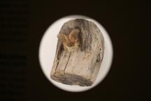 ein rundes Guckloch in einer Ausstellungsbox der Sonderausstellung Sielmann! Zu sehen ist eine einheimische Fledermaus.