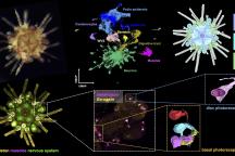 Digitale Modelle von Körper und Nervensystem eines Seeigels