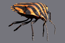 3D-Insektenscanner Streifenwanze Graphosoma Lineatum
