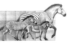 Evolution des Pferds
