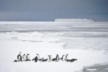 Kaiserpinguine Wendell Sea