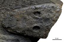 Schädel eines Cyclotosaurus