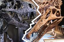 Schädel T. rex und Spinosaurus