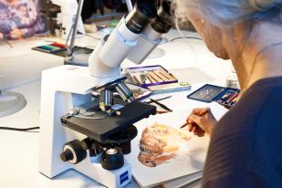 Eine Frau sitzt am Mikroskop und zeichnet die vergrößerte Ansicht auf Papier. | Bildquelle: Museum für Naturkunde Berlin