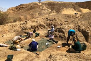 Exzellente Aufschlussverhältnisse: Fossiliensuche im Atbara-Tal. Foto: Faysal Bibi/Museum für Naturkunde 