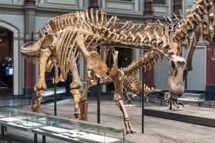 „m“ im Museum: Das Museum für Naturkunde Berlin stellt den vollständigsten Fund eines Dicraeosauriers im Original aus.