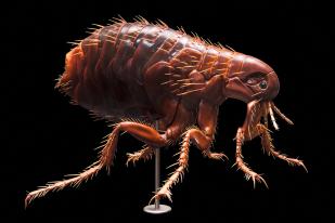 Model of a flea