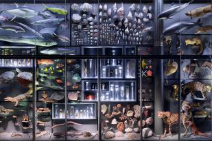 Biodiversitätswand des Museums für Naturkunde