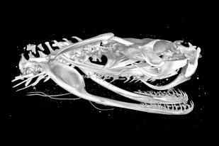 3D-Scan des Schädels einer Puffotter (Bitis arietans). Bild: Museum für Naturkunde Berlin