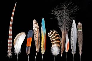 Feather ribbon made of different coloured feathers