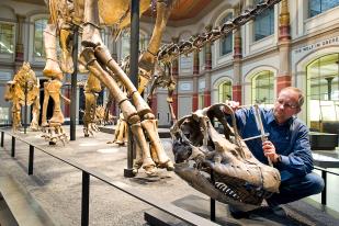Wissenschaftler vermisst den Schädel des Brachiosaurus in der Ausstellung des Museums für Naturkunde