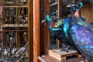Vogelsaal mit historischen Vitrinen, Foto: Carola Radke / MfN