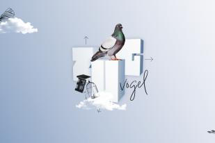 Zugvögel 