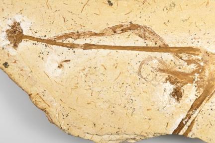 Anhand von Cratolirion bognerianum lässt sich nachweisen, dass einkeimblättrige Pflanzen erstaunlicherweise bereits vor 115 Millionen Jahren alle für sie typischen Merkmale aufwiesen. Foto: Carola/Radke/ Museum für Naturkunde Berlin