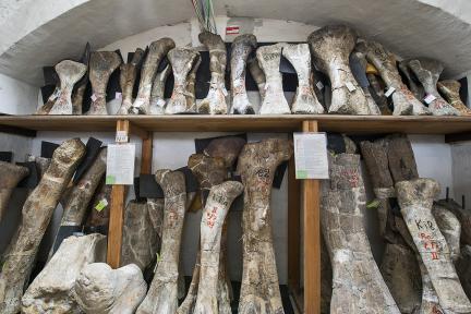 Mehr als 18.000 Objekte, davon sind etwa 100 als Typen und mehr als 650 als Originale registriert, bilden die Sammlung fossiler Reptilien des Museums für Naturkunde Berlins. 