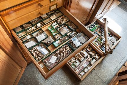 Blick in die Sammlung fossiler Vögel des Museums für Naturkunde Berlin