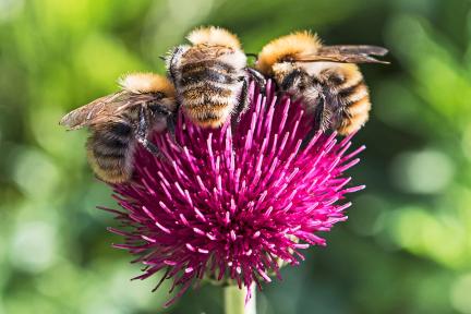 Pollinating insects on a flower