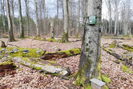 Akustisches Waldmonitoring