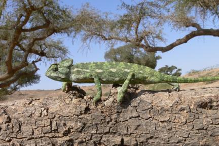 Chameleon on trunk, blue sky and trees in background