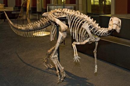 Dysalotosaurus lettowvorbecki skeleton in exhibition