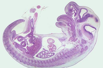 Embryologie @ Nanette Schneider