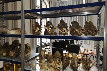 Laboratory shelf with skulls of island pigs in background desks with computers