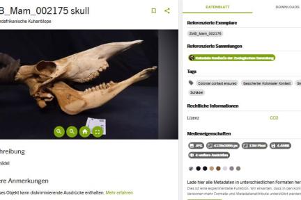 Datenportal: Kuhantilope aus der zoologischen Sammlung mit kolonialem Kontext