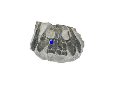 Schädel eines frühen Landwirbeltiers, des dissorophoiden Temnospondylus Micromelerpeton (MB.Am.374, in der Sammlung des Museums für Naturkunde Berlin). Ein einzelner Intertemporalknochen (blau hervorgehoben), der bei der Evolution der dissorophoiden Temnospondylen verloren ging, taucht auf der linken Seite des Schädels dieses Exemplars wieder auf. 