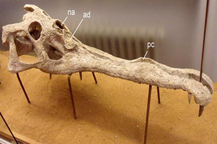 Schädel von Mystriosuchus mit abnormaler Vertiefung (ad) im Knochen vor der Nasenöffnung (na) und möglicher Kallusbildung (pc) auf dem Rostrum. Schädellänge etwa 100 cm.