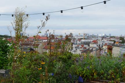 Plants in raised beds in the Kranichgarten community garden